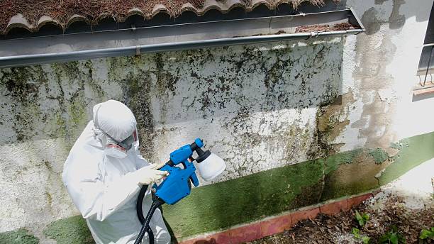 Trusted Mold Remediation service in Rocky Mount, NC - Cheap Mold Removal